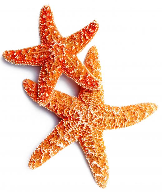 Starfish commonly feast upon chitons.