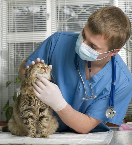 Vet giving a cat a physical exam.