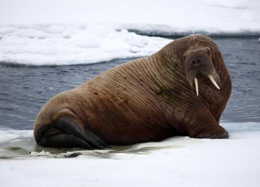 The walrus, which uses layers of blubber to keep warm, is only adapted to arctic environments.