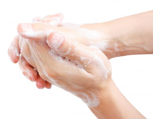 A baby parakeet should only be handled with clean, washed hands.