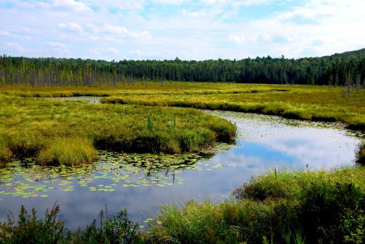 Some cottonmouths, a type of venomous snake, are found in wetland areas.