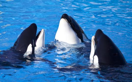 Orcas work tpgether to catch prey larger than themselves.