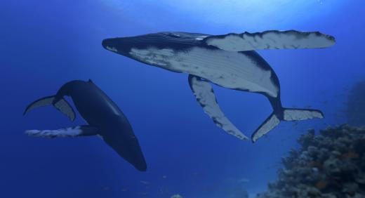 Humpbacks are one of the many whale species that feed on plankton.