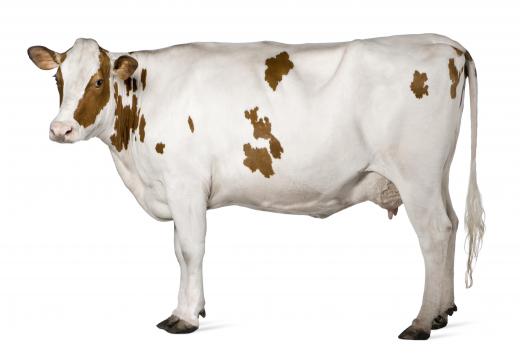 An Ayrshire cow.