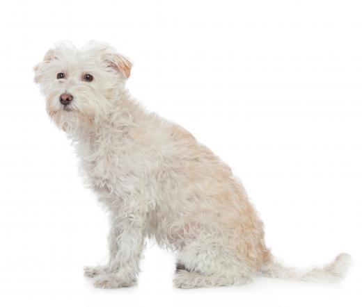 A bark mitzvah celebrates the family dog.