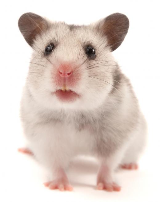 A hamster.