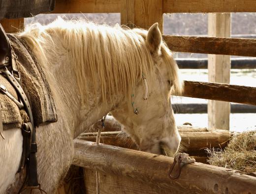 Most commercial horse feed contains biotin.