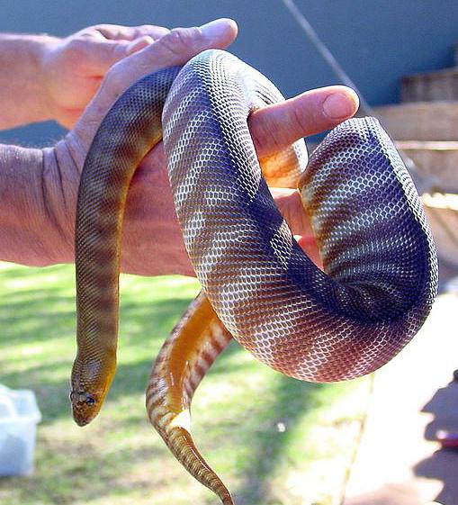 The woma python is a constrictor snake that prefers arid climates.