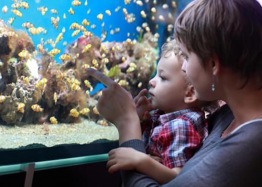 When introducing new fish to a marine aquarium, special care should also be taken to properly acclimate them.