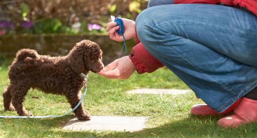 Positive reinforcement for following commands or good behavior is often effective against submissive urination.