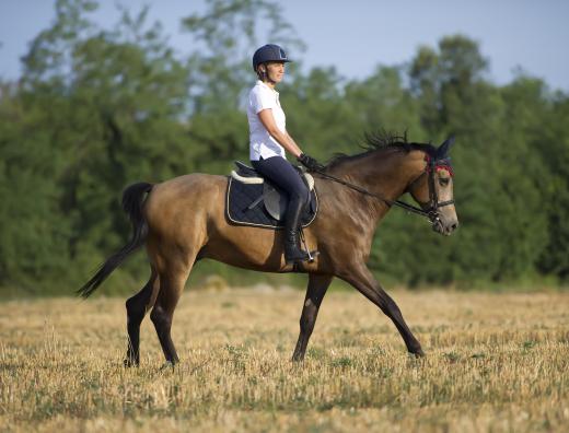 Pleasure horses are often kept for casual riding.