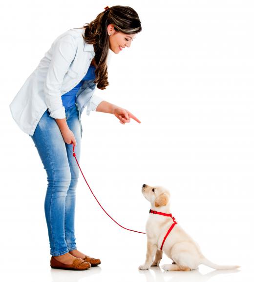 Positive reinforcement is an important part of leash training a puppy.