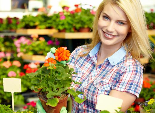 A plant nursery often includes outdoor space for mature plants as well as sheltered greenhouse areas for seedlings.