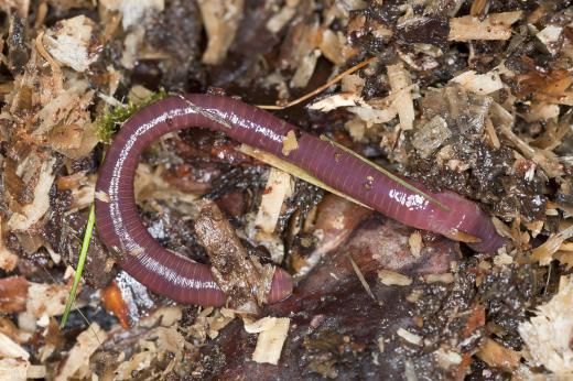 After it rains, the conditions above ground are moist which makes it easier for worms to breathe and move across the ground.