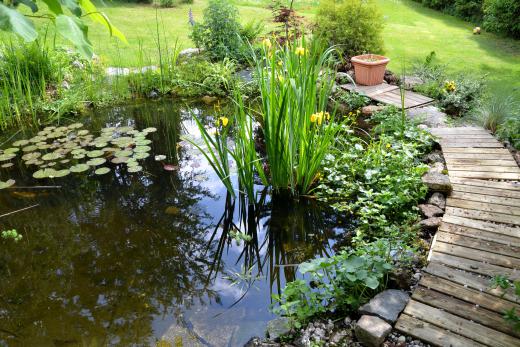 Bodies of standing water in a yard should be covered or drained as they are a natural habitat and food source for frogs.