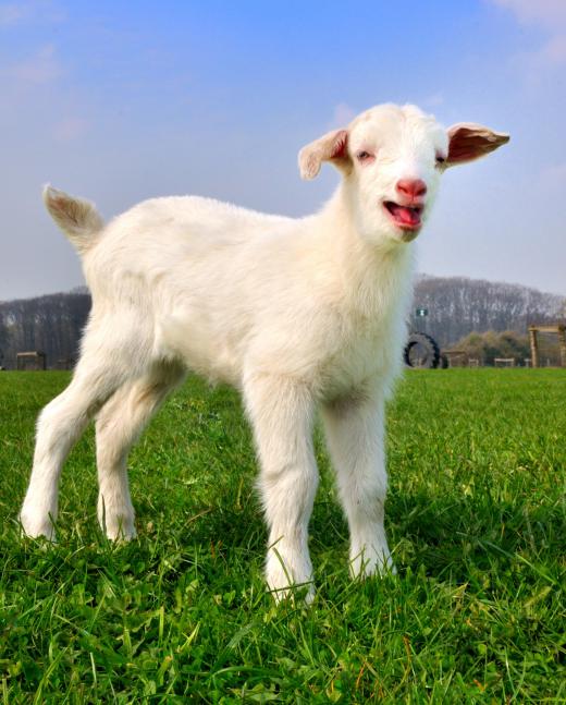 A large animal veterinarian cares for goat and other farm animals.