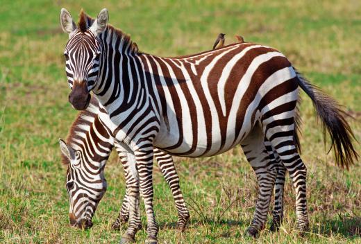 Zebras are striped equids that are native to Africa.