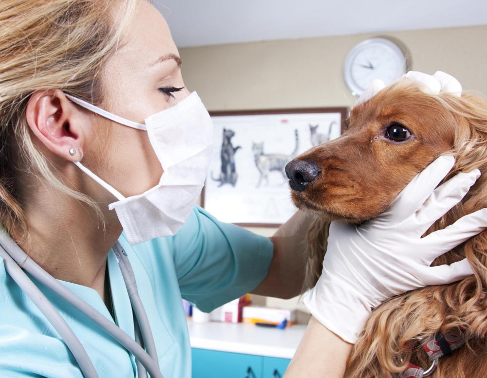 how do you give terramycin to a dog